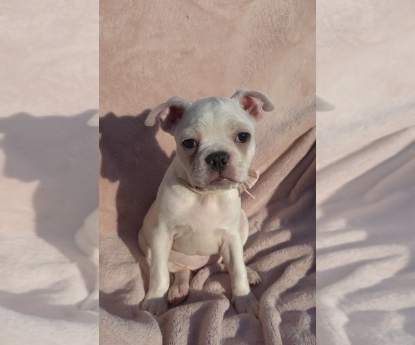 Medium Photo #7 Boston Terrier Puppy For Sale in MINERAL WELLS, WV, USA