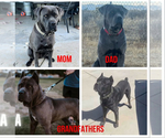 Small #4 Cane Corso