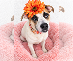 Labrador Retriever-Red Heeler Mix Dogs for adoption in Mt. Laurel, NJ, USA