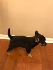 Chorkie Puppy for sale in TINTON FALLS, NJ, USA