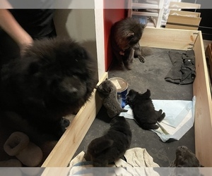 Father of the Chow Chow puppies born on 03/02/2022