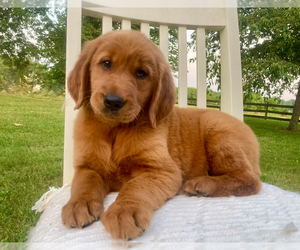 Golden Retriever Puppy for sale in FREDONIA, KY, USA