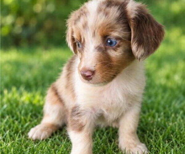 Medium Photo #2 Aussiedox Puppy For Sale in FLEMINGSBURG, KY, USA