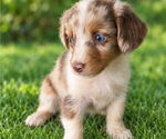 Small #1 Aussiedox