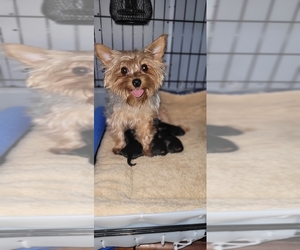 Mother of the Yorkshire Terrier puppies born on 05/12/2025