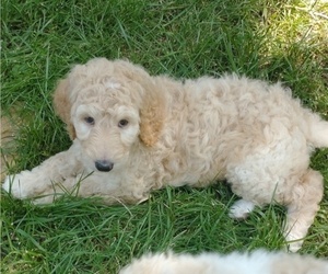 Goldendoodle Puppy for sale in TULSA, OK, USA