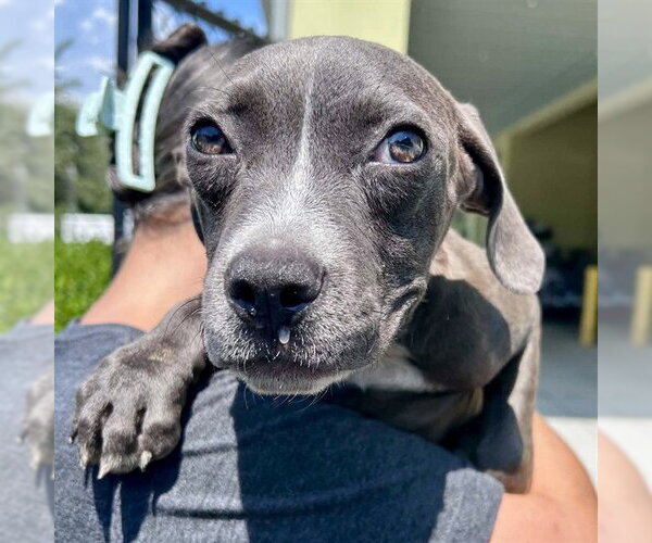 Medium Photo #1 Unknown-Weimaraner Mix Puppy For Sale in Tavares, FL, USA
