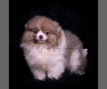 Small #5 Pomeranian