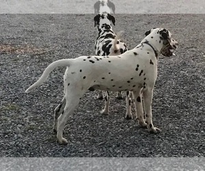 Father of the Dalmatian puppies born on 02/14/2022