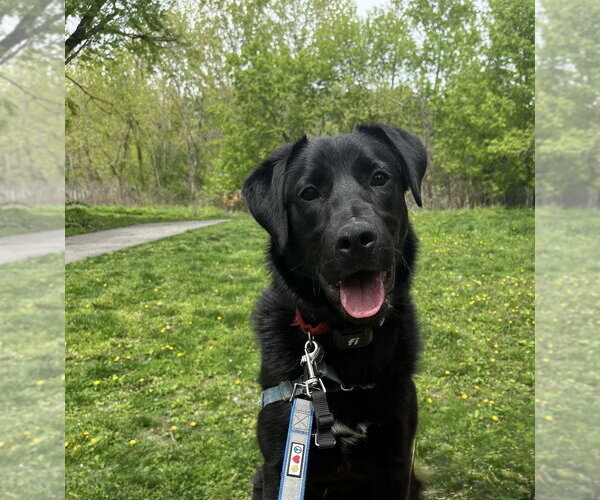 Medium Photo #3 Mutt Puppy For Sale in Elmsford, NY, USA