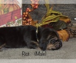 Small Photo #9 Bloodhound Puppy For Sale in MOUNT AIRY, MD, USA