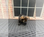 Small Photo #6 German Shepherd Dog Puppy For Sale in LANCASTER, TX, USA