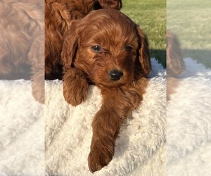 Goldendoodle (Miniature) Puppy for sale in HULL, IA, USA