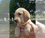 Small #9 Labrador Retriever