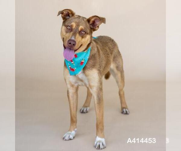 Medium Photo #1 Labrador Retriever-Unknown Mix Puppy For Sale in Conroe, TX, USA