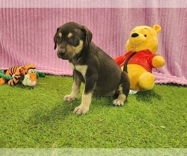 Medium Photo #1 Catahoula Leopard Dog Puppy For Sale in CUMBY, TX, USA