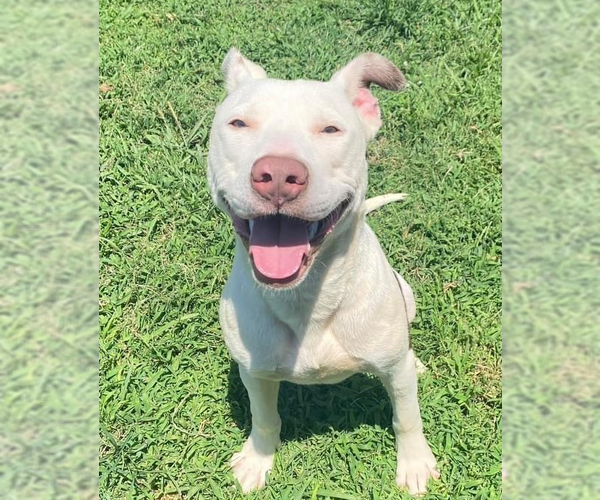 Medium Photo #1 American Pit Bull Terrier-Unknown Mix Puppy For Sale in OKLAHOMA CITY, OK, USA