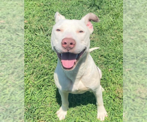 American Pit Bull Terrier-Unknown Mix Dogs for adoption in OKLAHOMA CITY, OK, USA