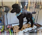 Small Photo #35 Poodle (Standard) Puppy For Sale in SAND SPRINGS, OK, USA