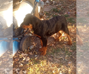 Rottweiler Puppy for sale in NEW LONDON, MO, USA