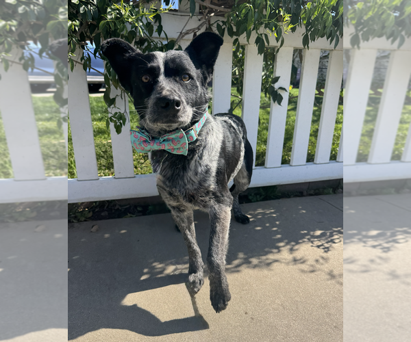 Medium Photo #3 Mutt Puppy For Sale in Newport Beach, CA, USA