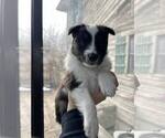 Small Photo #5 Shetland Sheepdog Puppy For Sale in REPUBLIC, MO, USA