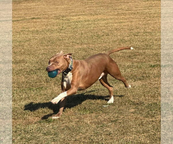 Medium Photo #3 American Pit Bull Terrier-Unknown Mix Puppy For Sale in Germantown, OH, USA