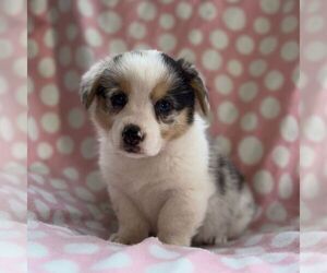 Pembroke Welsh Corgi Puppy for sale in MECHANICSVILLE, MD, USA