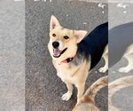 Small #1 Siberian Husky Mix