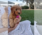 Puppy Puppy 1 Pink Goldendoodle (Miniature)