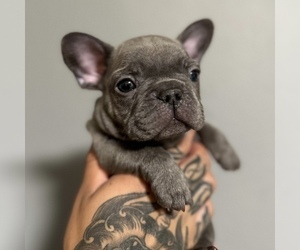 French Bulldog Puppy for sale in LAS VEGAS, NV, USA