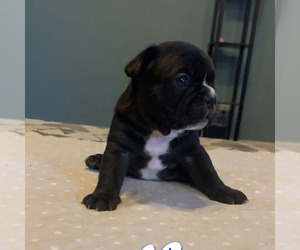 French Bulldog Puppy for sale in ODESSA, TX, USA