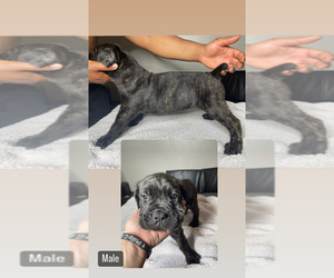 Cane Corso Puppy for sale in PUNTA GORDA, FL, USA