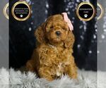 Small Photo #35 Goldendoodle (Miniature) Puppy For Sale in WARSAW, IN, USA