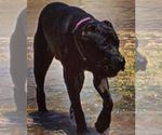 Small Photo #1 Cane Corso-Irish Wolfhound Mix Puppy For Sale in MESA, AZ, USA