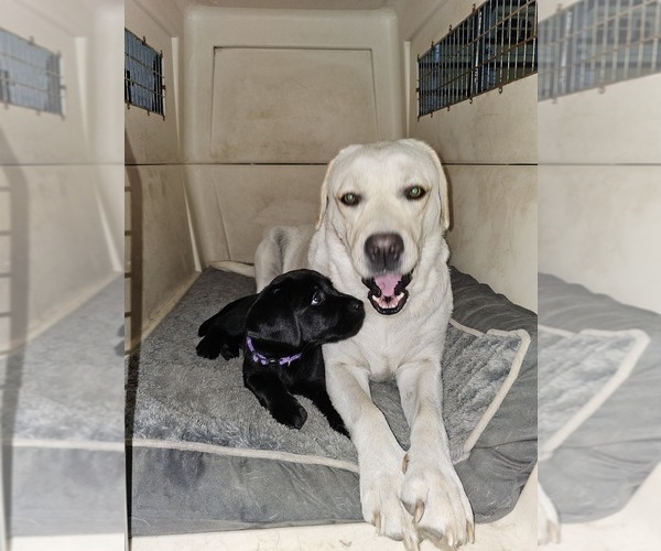 Medium Photo #3 Labrador Retriever Puppy For Sale in JACKSONVILLE, NC, USA