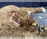 Small #2 Goldendoodle