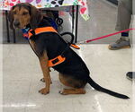 Small #4 Black and Tan Coonhound