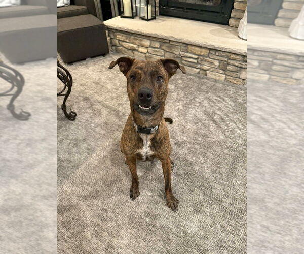 Medium Photo #10 Boxweiler Puppy For Sale in Salt Lake City, UT, USA