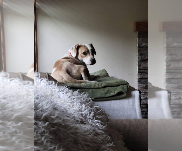 Medium Photo #12 Beagle-Unknown Mix Puppy For Sale in Wenonah, NJ, USA