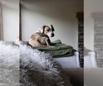 Small #11 Beagle Mix