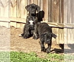 Small Photo #5 Cane Corso Puppy For Sale in ZEBULON, NC, USA