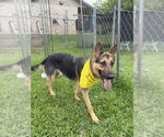 Small #2 German Shepherd Dog Mix