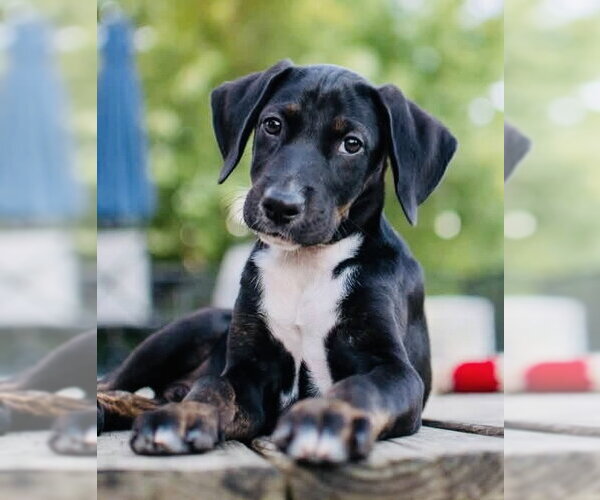 Medium Photo #2 Mutt Puppy For Sale in Germantown, OH, USA