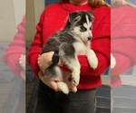 Small Photo #13 Siberian Husky Puppy For Sale in ROSEVILLE, CA, USA