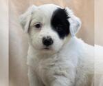 Small Labrador Retriever Mix
