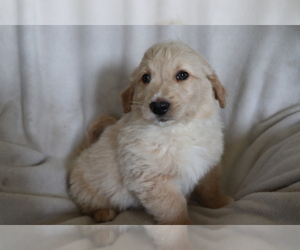 Goldendoodle (Miniature) Puppy for sale in SHILOH, OH, USA
