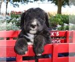 Small Photo #2 Bernedoodle Puppy For Sale in BROOKVILLE, OH, USA