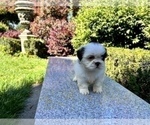 Small #16 Shih Tzu