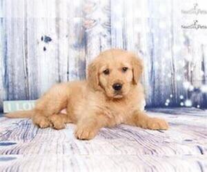 Golden Retriever Puppy for sale in CHICAGO, IL, USA